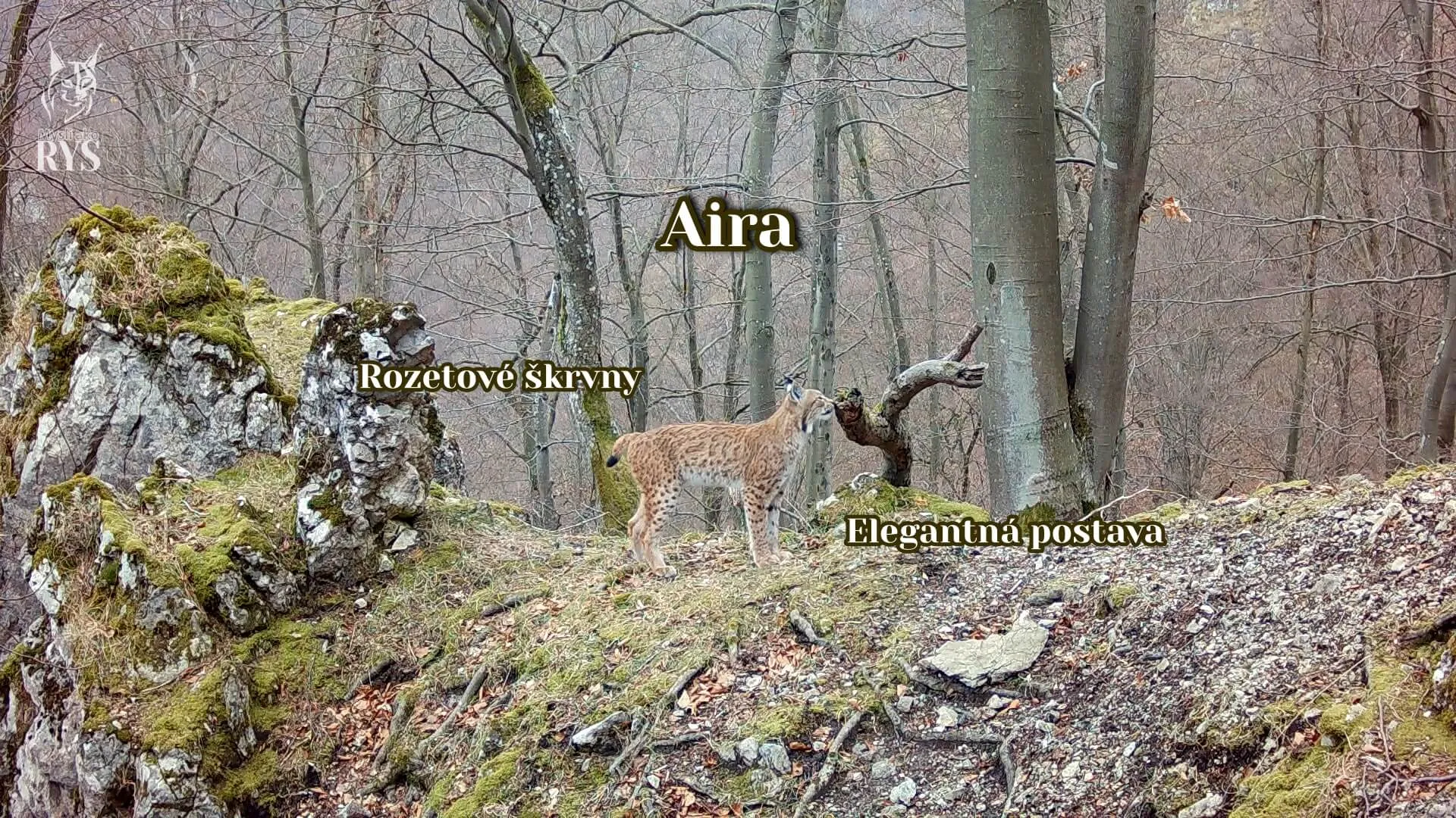 Rysica Aira
