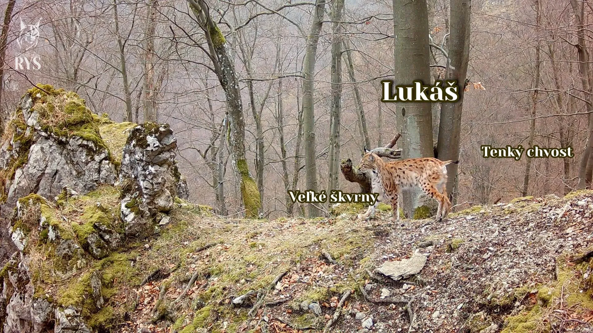Rys Lukáś