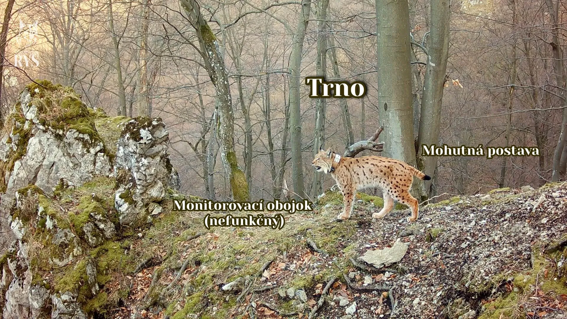 Rys Trno