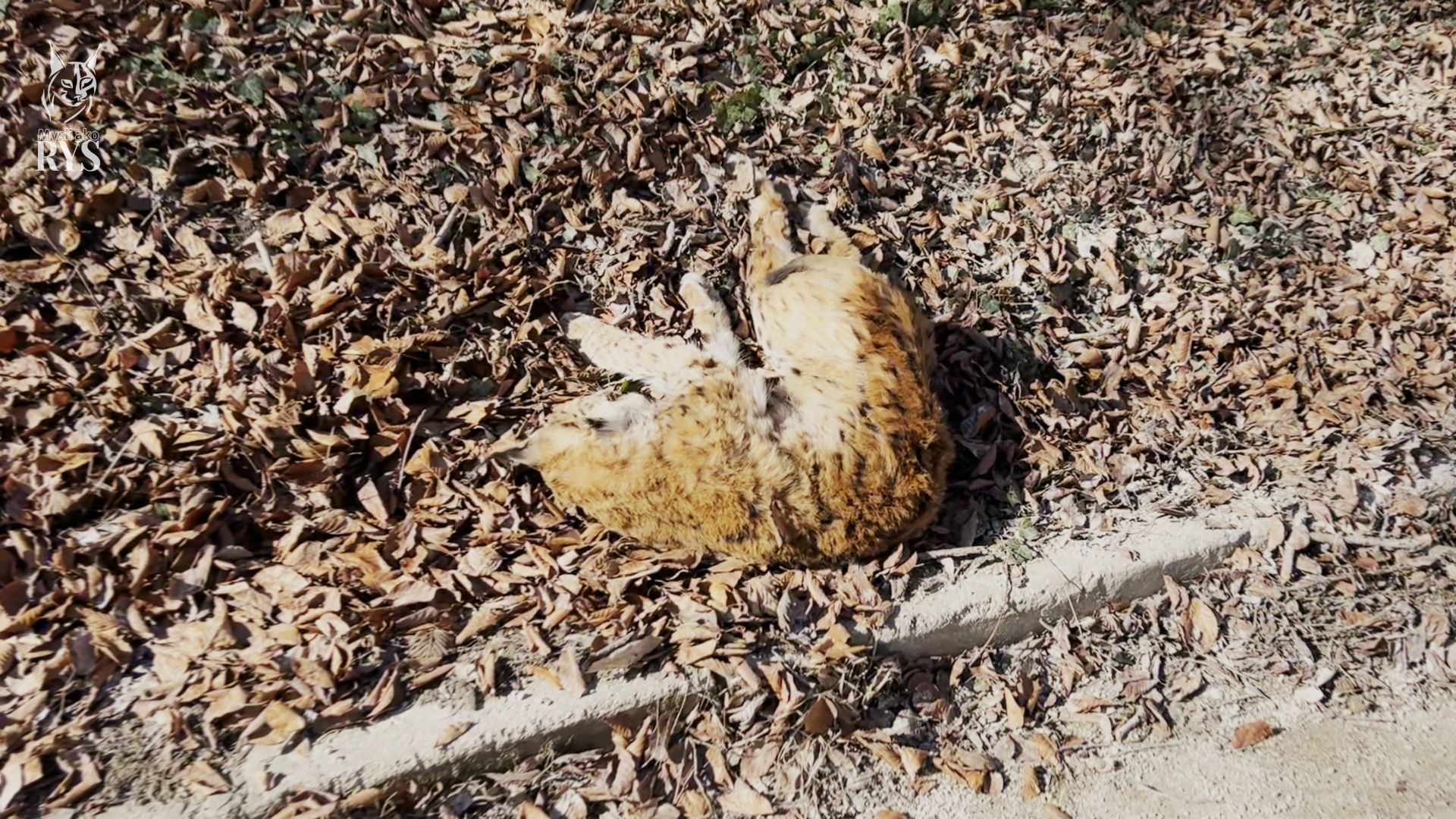 Zrazený mladý samec Lukáš - osudný sa mu stal prechod cez cestu počas rysej ruje, kedy sa rysy potrebujú presúvať častejšie.